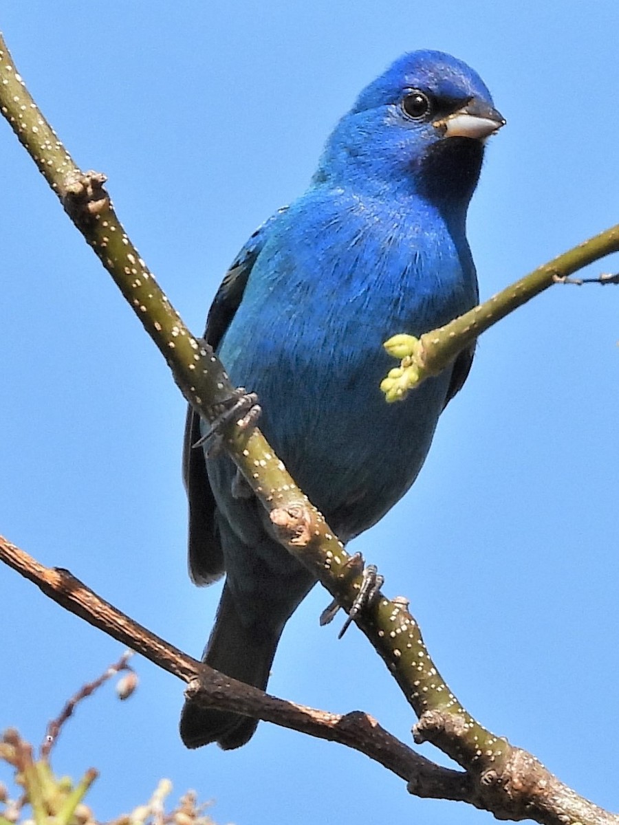 Indigo Bunting - ML572541681