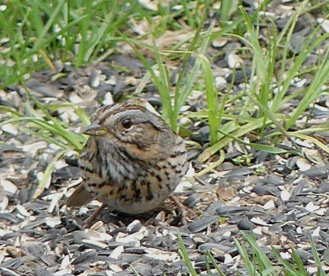 Lincoln's Sparrow - ML572541741