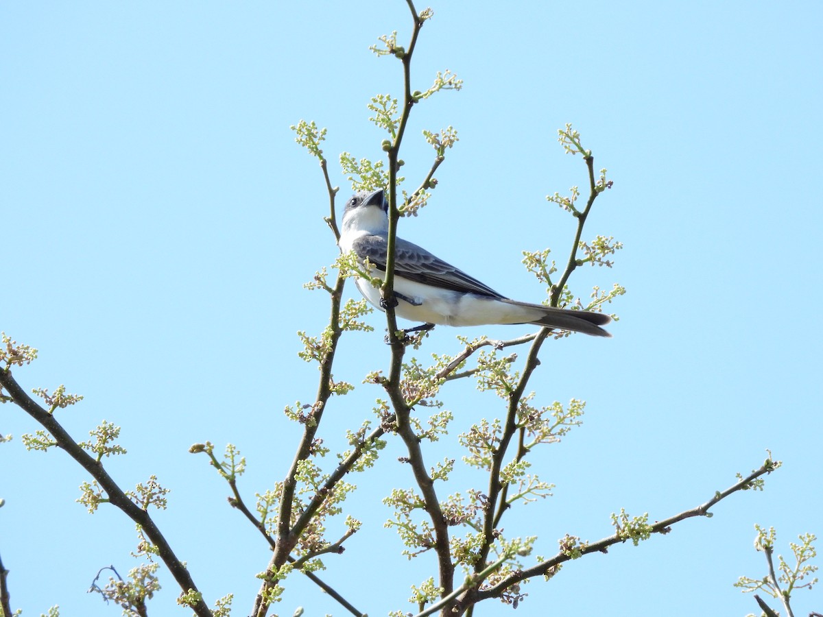 Eastern Kingbird - ML572541881