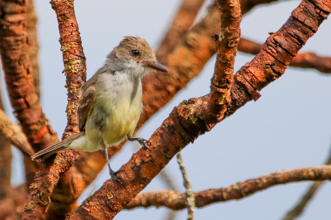 Swainson's Flycatcher - Gustavo Dallaqua