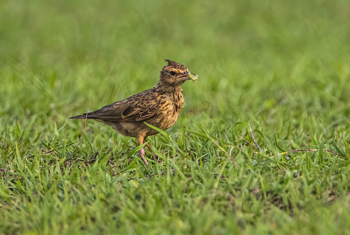 Malabar Lark - Shashank  Mb