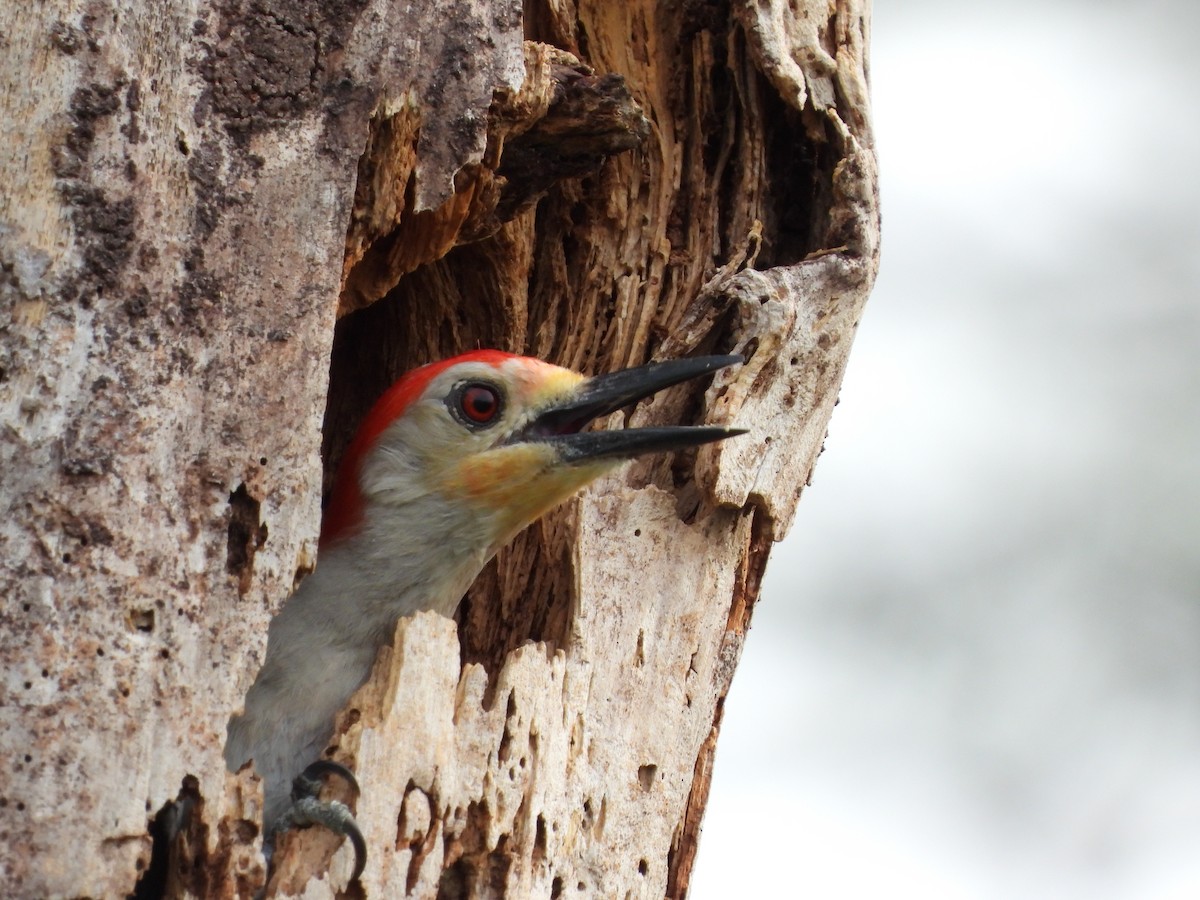 Red-bellied Woodpecker - Amy Grimm