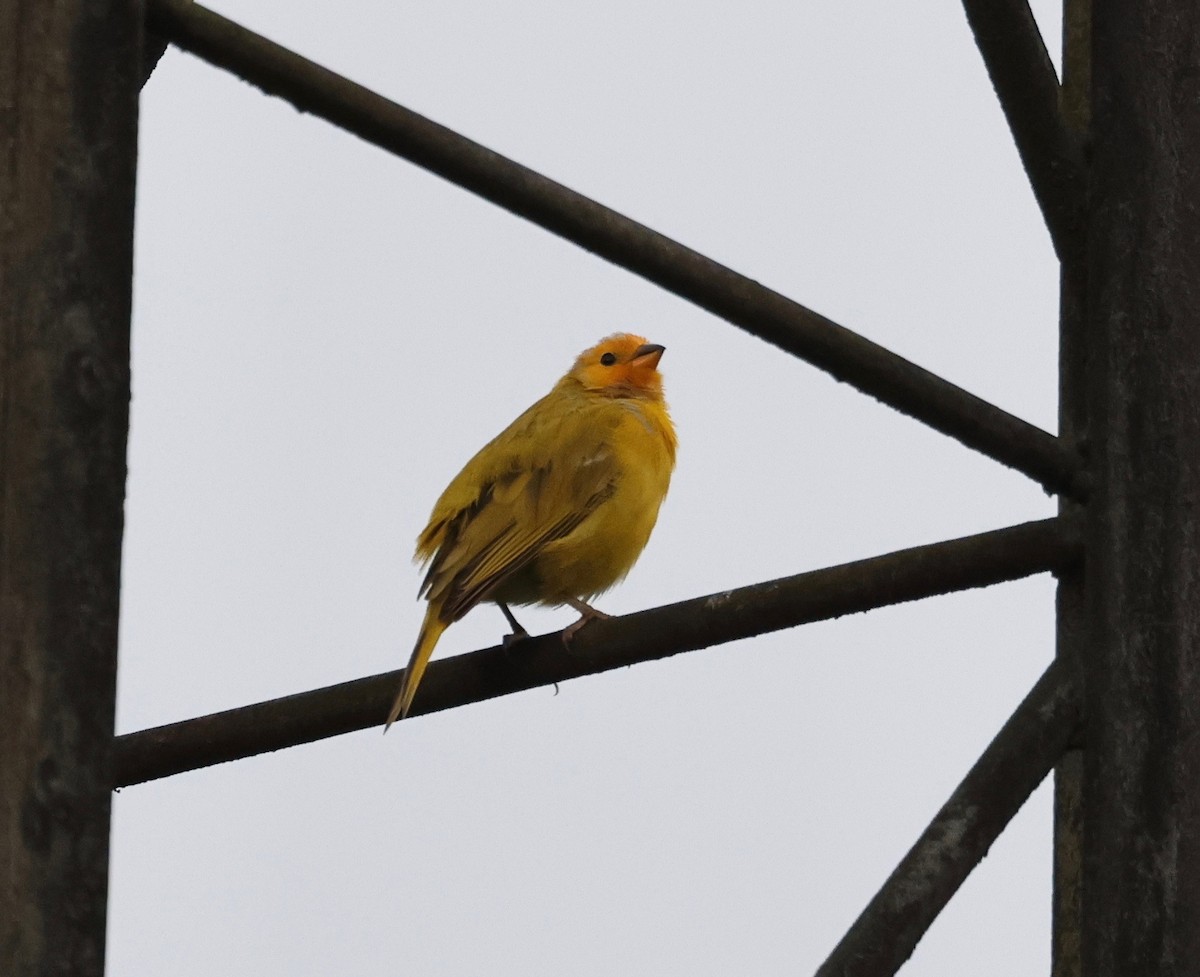 Saffron Finch - ML572543751