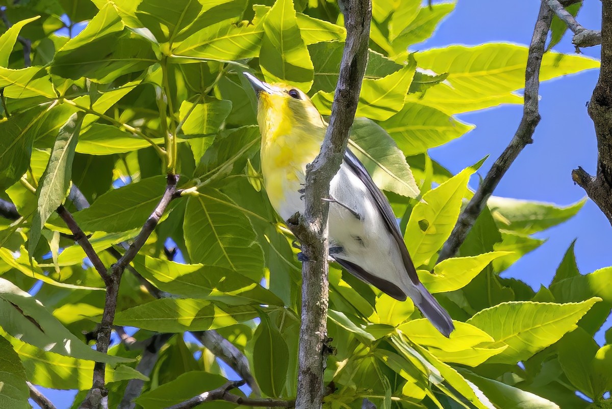 Viréo à gorge jaune - ML572544191