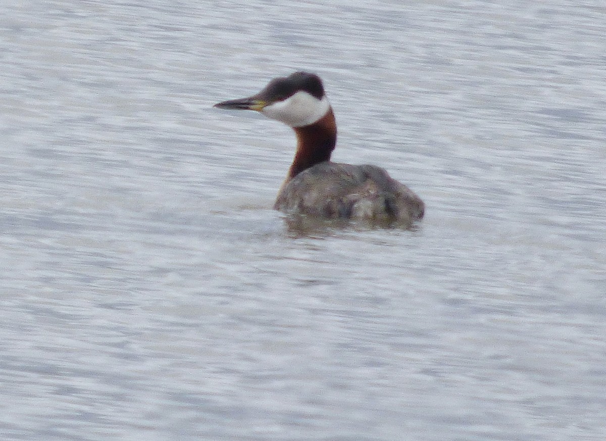 Red-necked Grebe - ML57254541