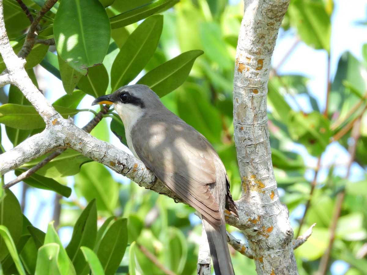 Mangrove Cuckoo - ML572545601