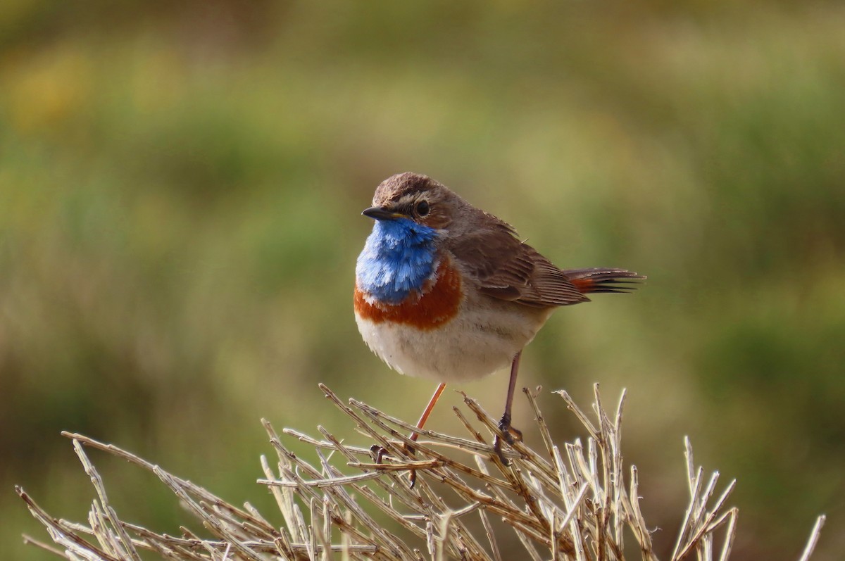 Bluethroat - José María García Jiménez