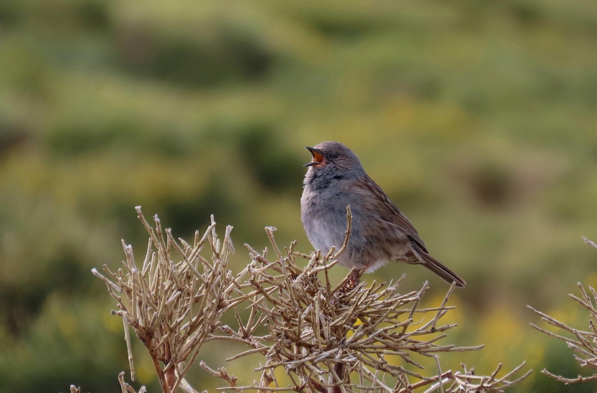 Dunnock - ML572545821