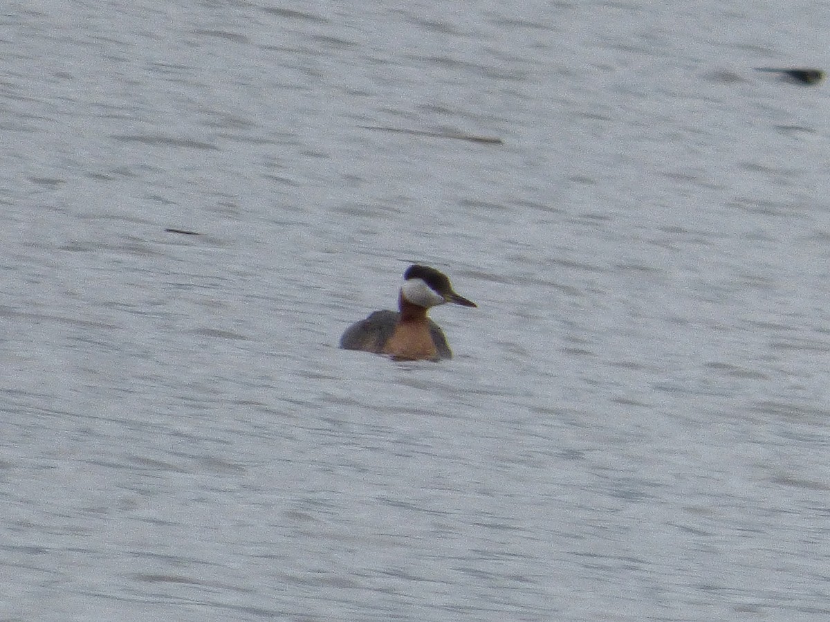 Red-necked Grebe - ML57254601