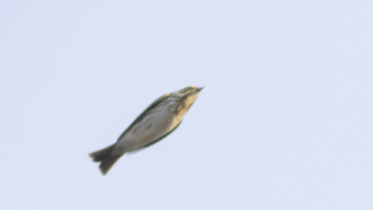 Savannah Sparrow - ML572546101