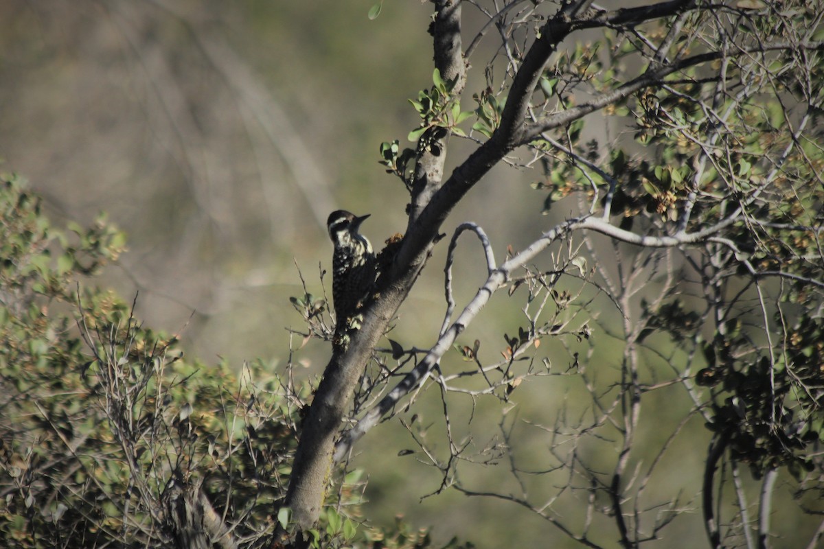 Striped Woodpecker - ML572546661