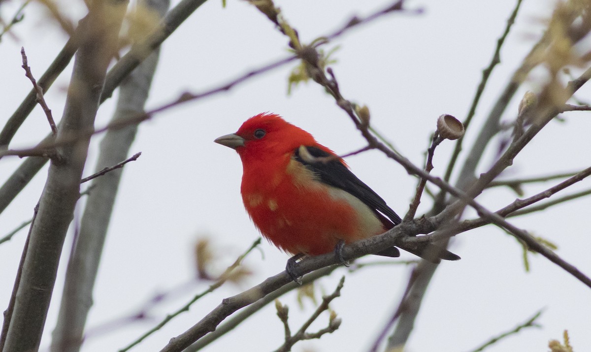 Scarlet Tanager - ML572547111
