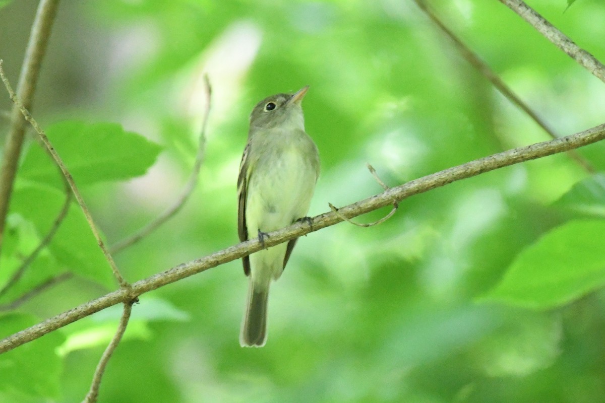 Acadian Flycatcher - ML572547861