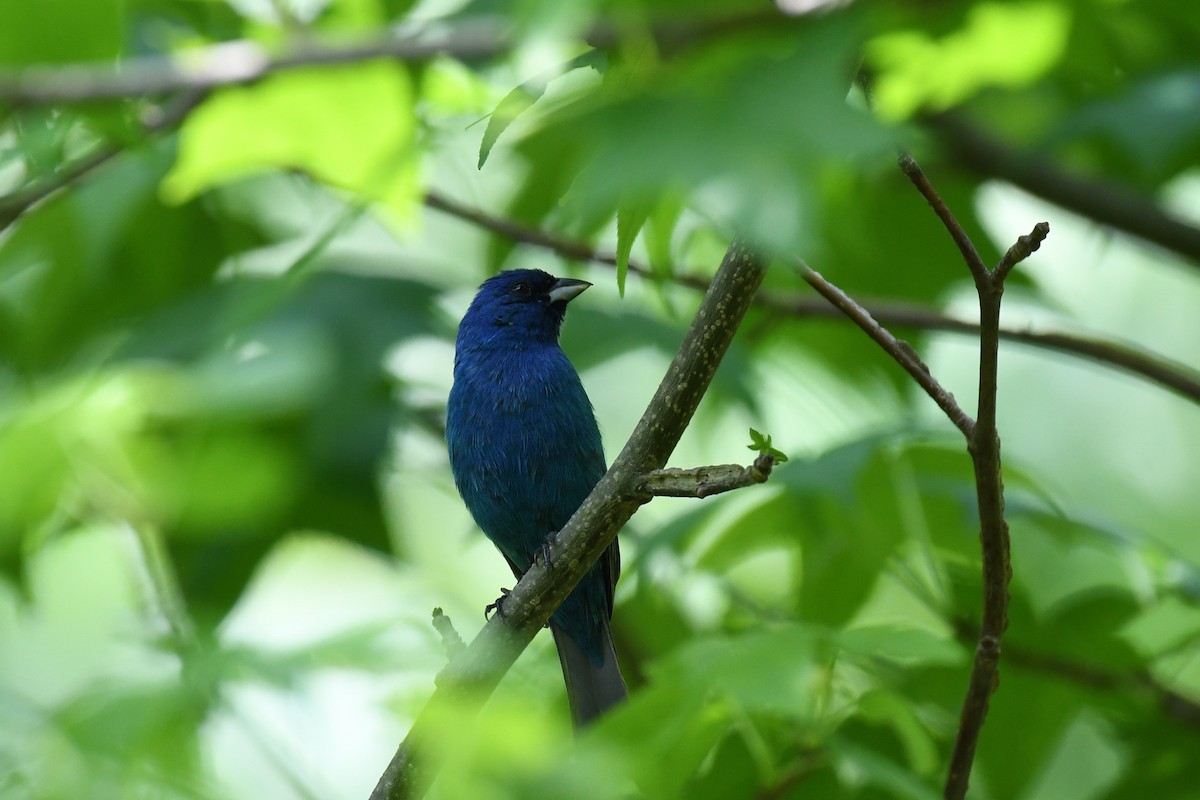 Indigo Bunting - ML572548181