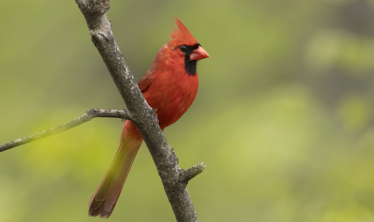 Cardinal rouge - ML572548231