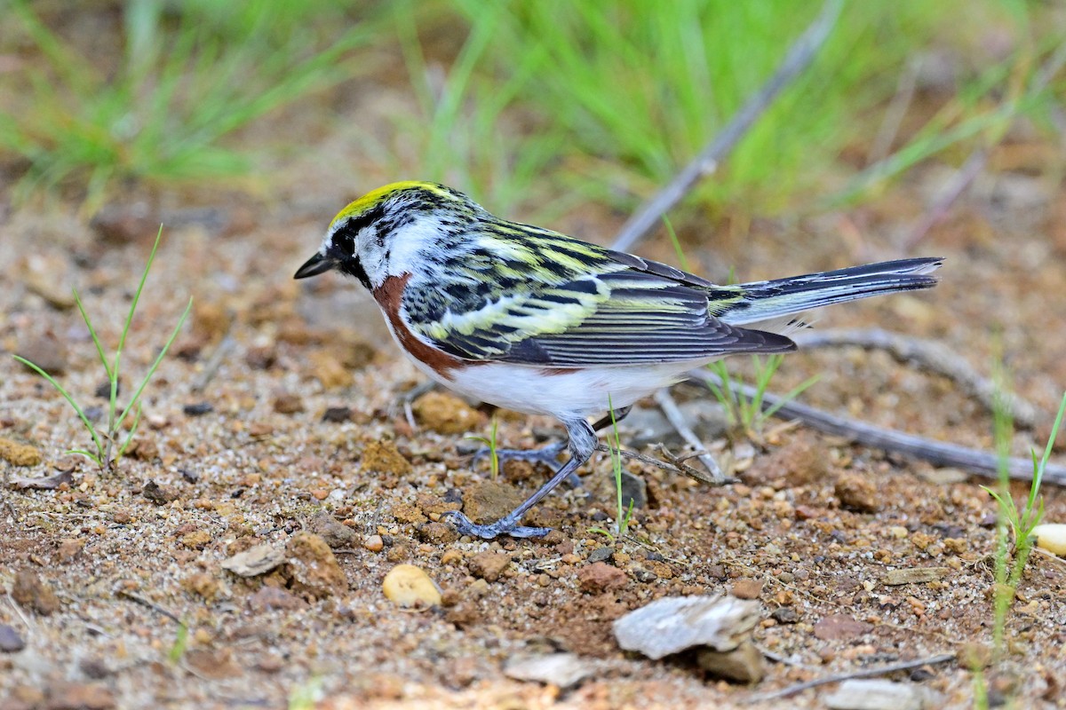 Gelbscheitel-Waldsänger - ML572548841