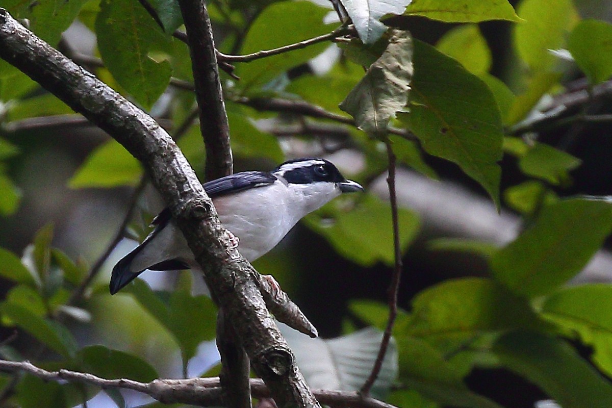 White-browed Shrike-Babbler (Himalayan) - ML572548871