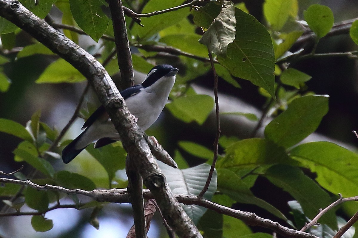 White-browed Shrike-Babbler (Himalayan) - ML572548891