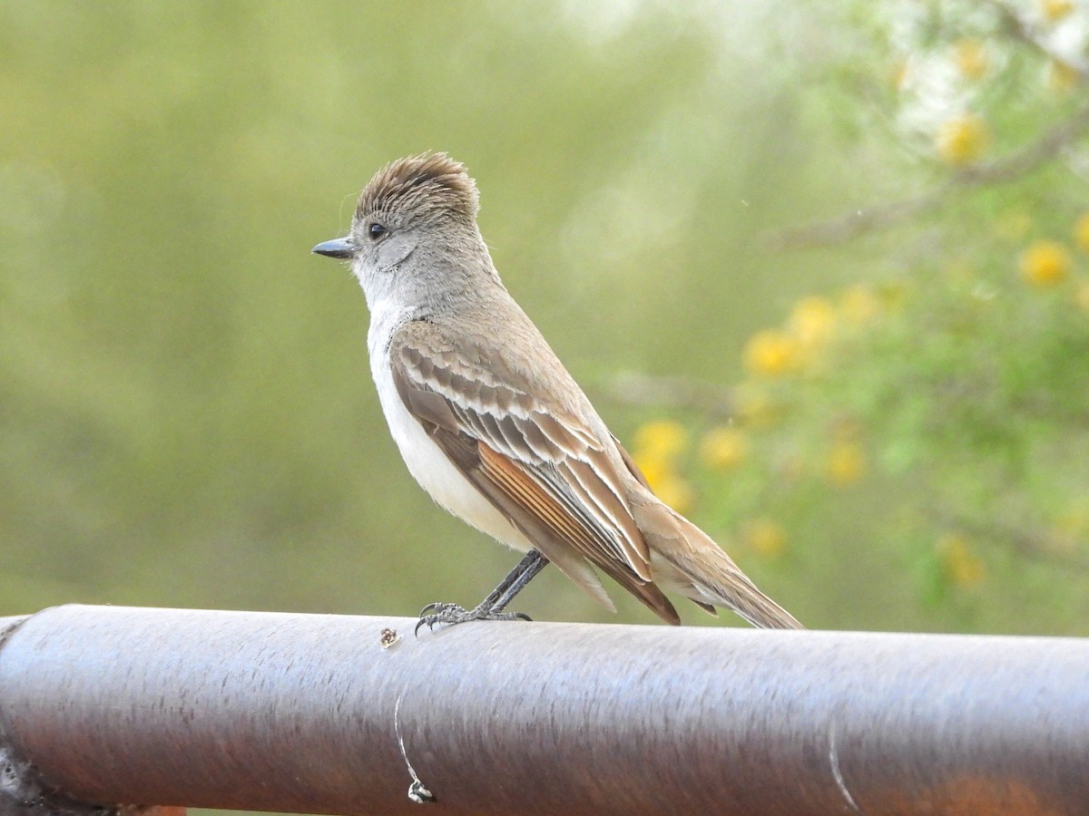 eBird Checklist - 15 May 2023 - Griffin Riley home - 28 species