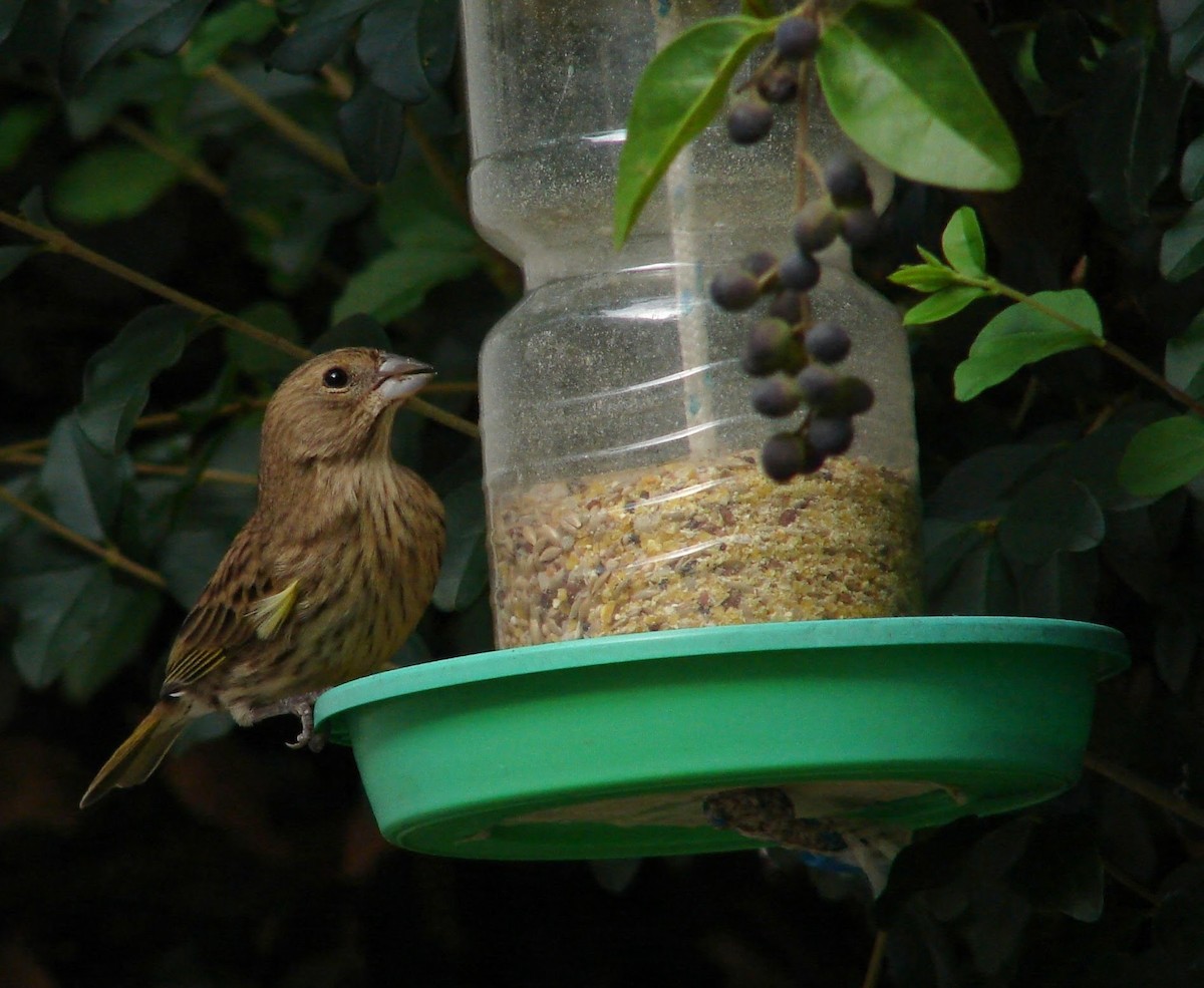 Saffron Finch - Virginia de la Puente