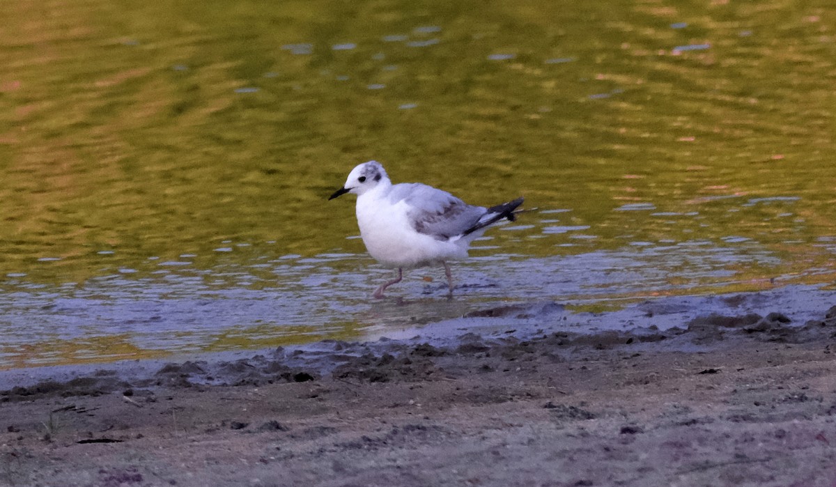 Bonaparte's Gull - ML572550741