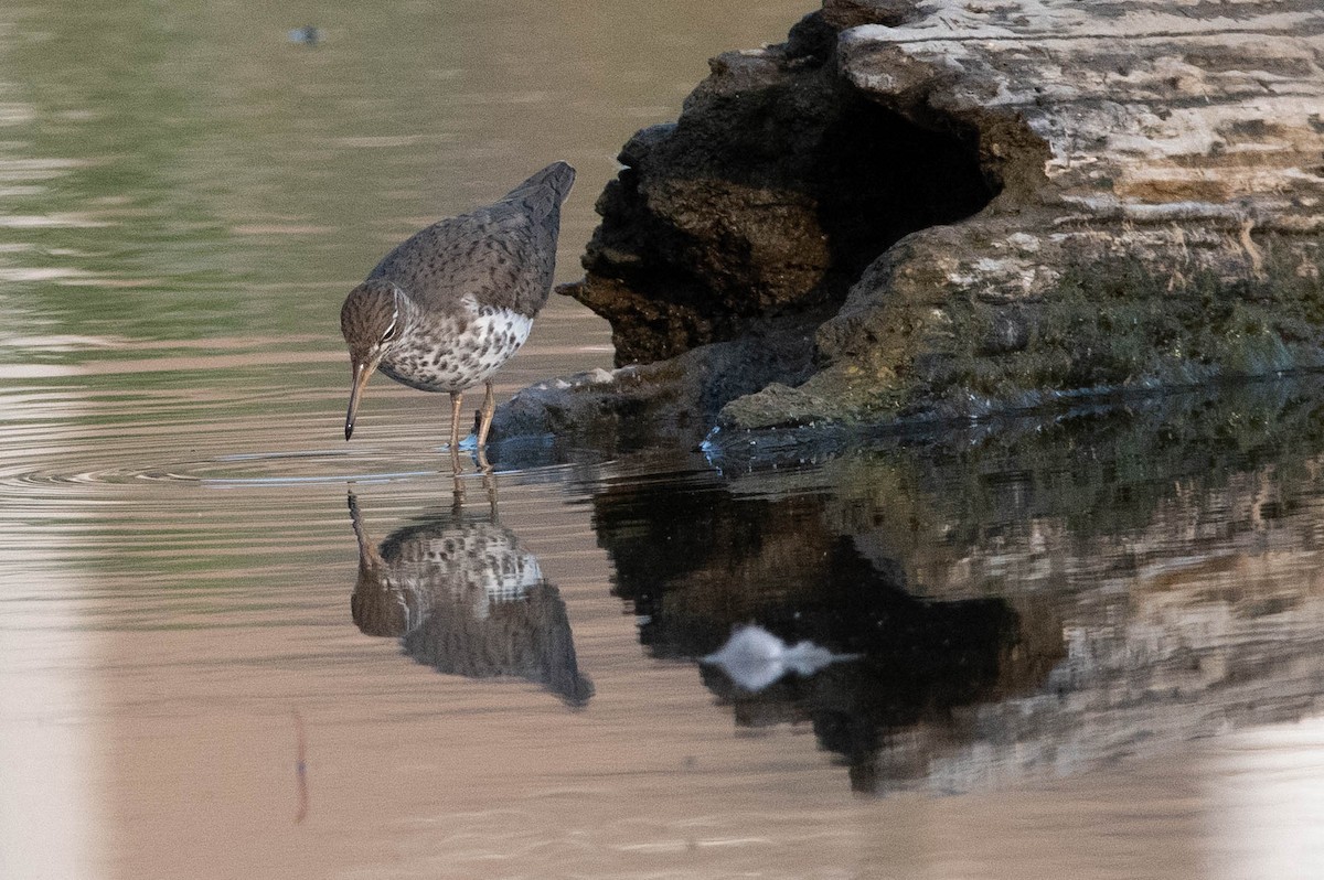 Spotted Sandpiper - ML572551331