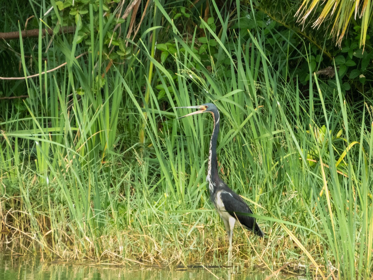 Tricolored Heron - ML572552481