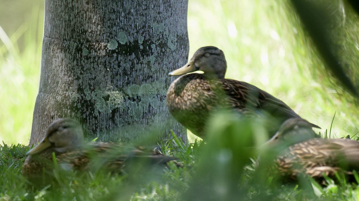 Mottled Duck (Florida) - ML572553821