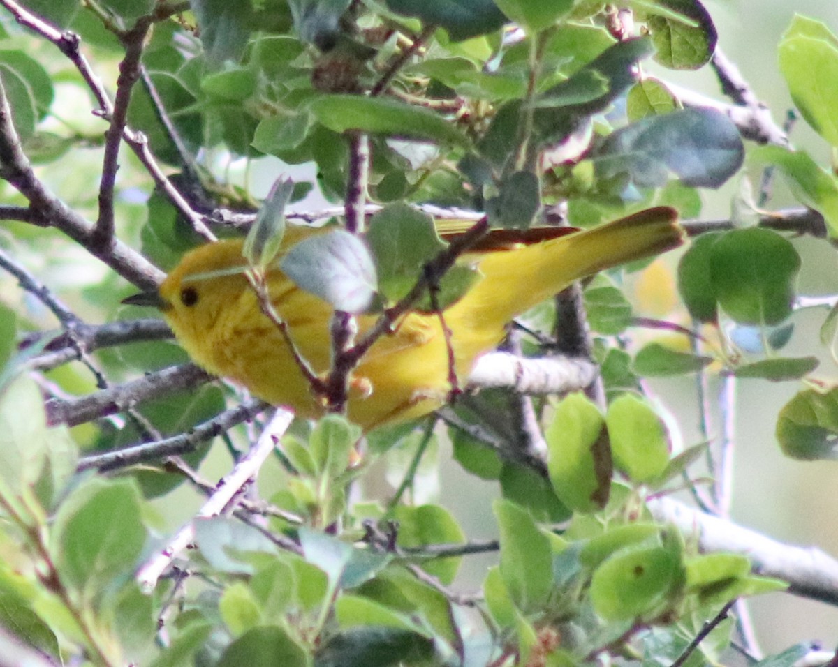 Yellow Warbler - ML572554101