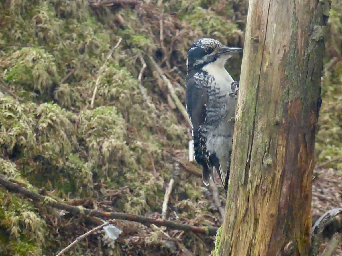 American Three-toed Woodpecker - ML572554411