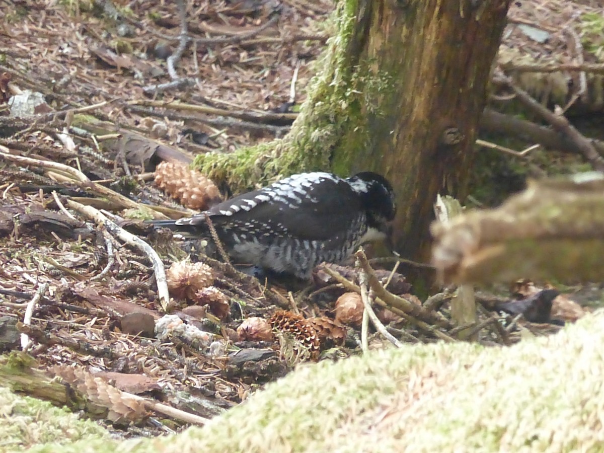 American Three-toed Woodpecker - ML572554421