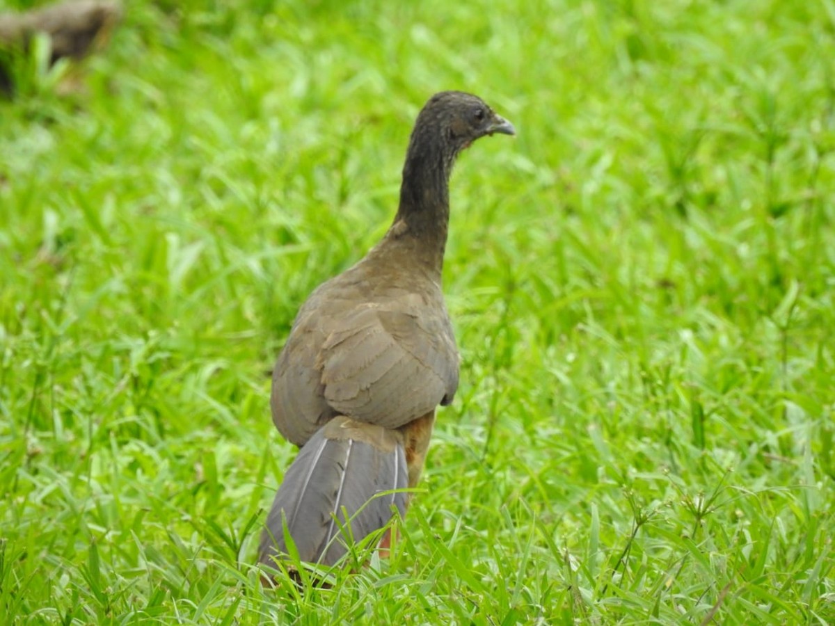 Rufous-vented Chachalaca (Rufous-tipped) - Omar Romero