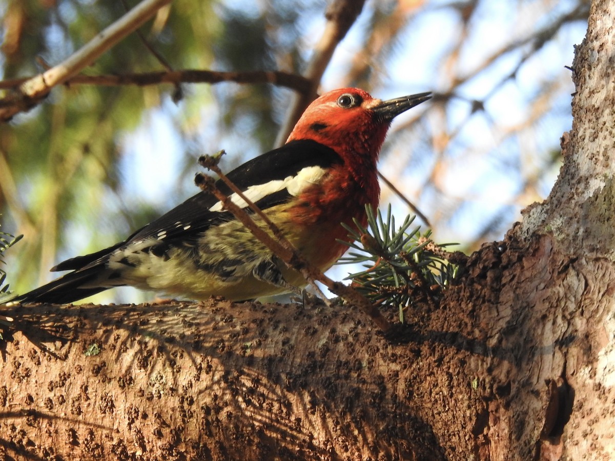 Red-breasted Sapsucker - ML572555061