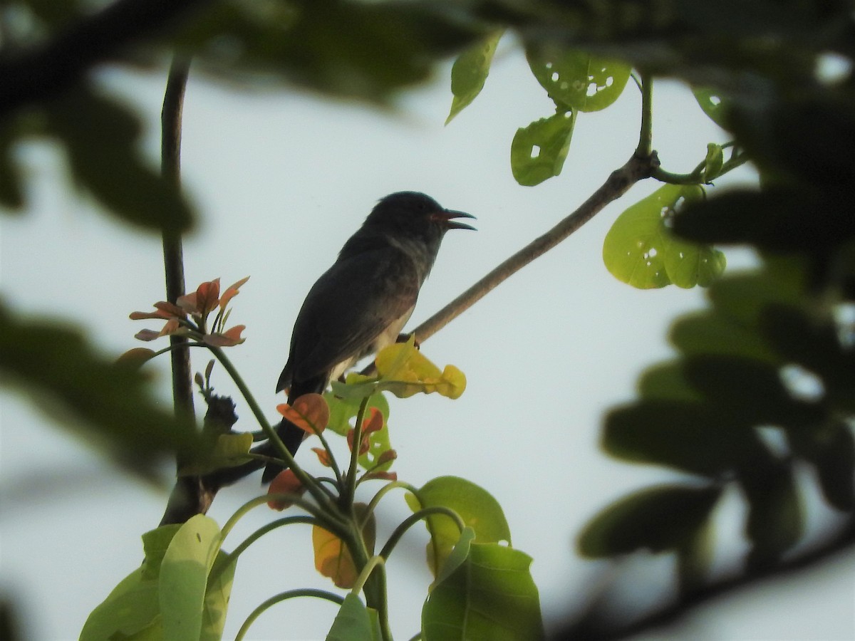 Gray-bellied Cuckoo - ML572555151