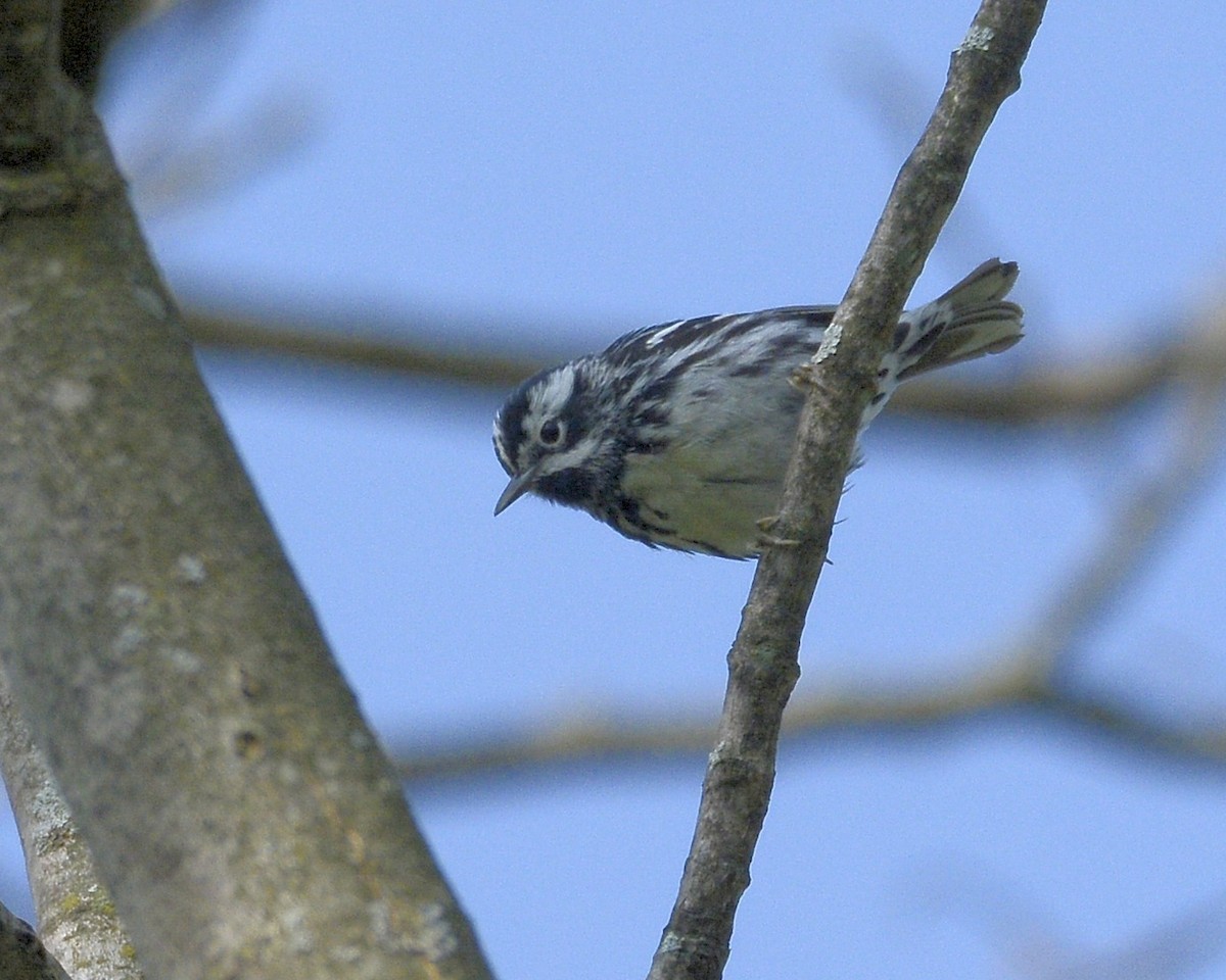 Black-and-white Warbler - ML572555451