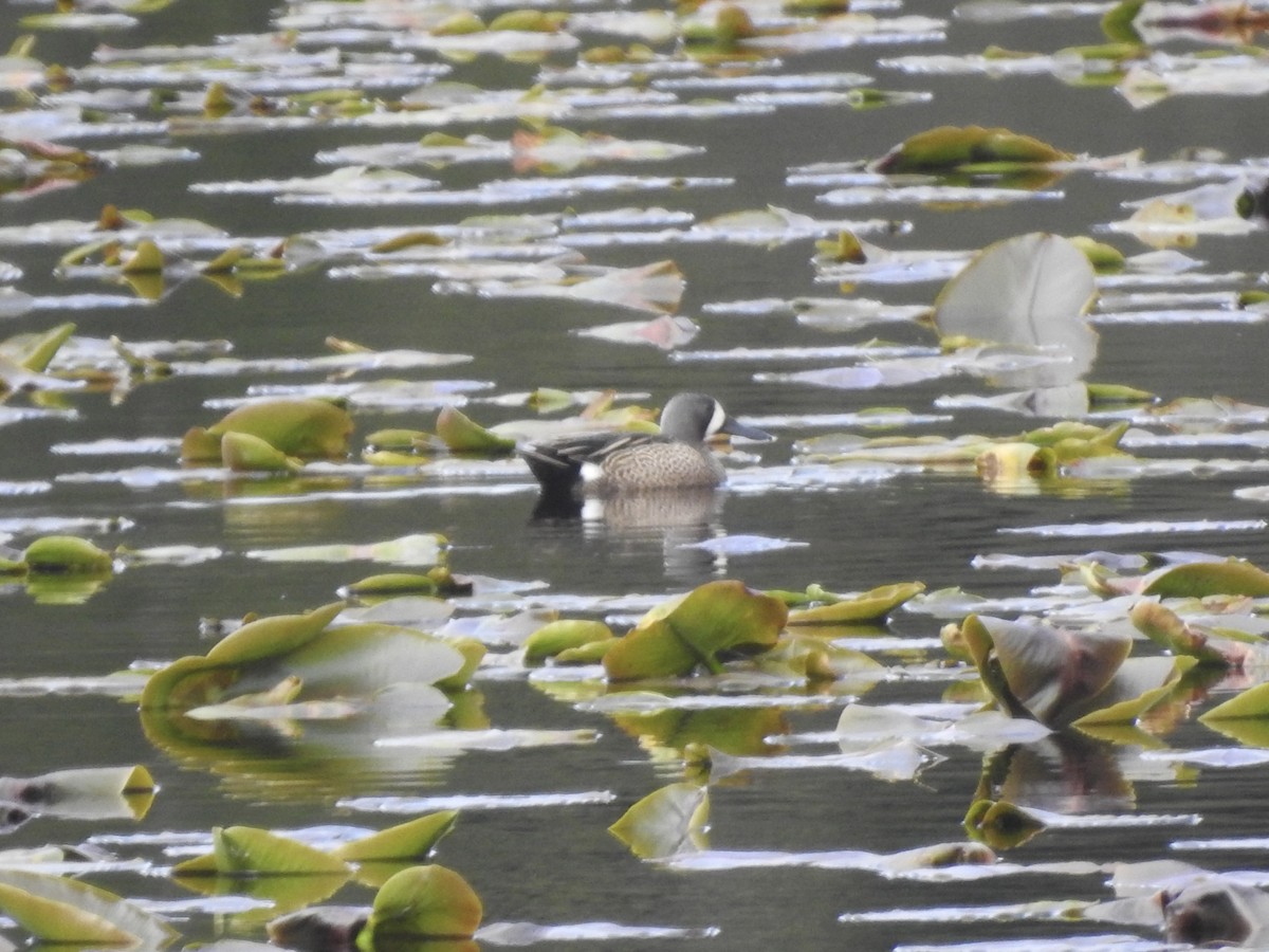 Blue-winged Teal - Victoria Vosburg