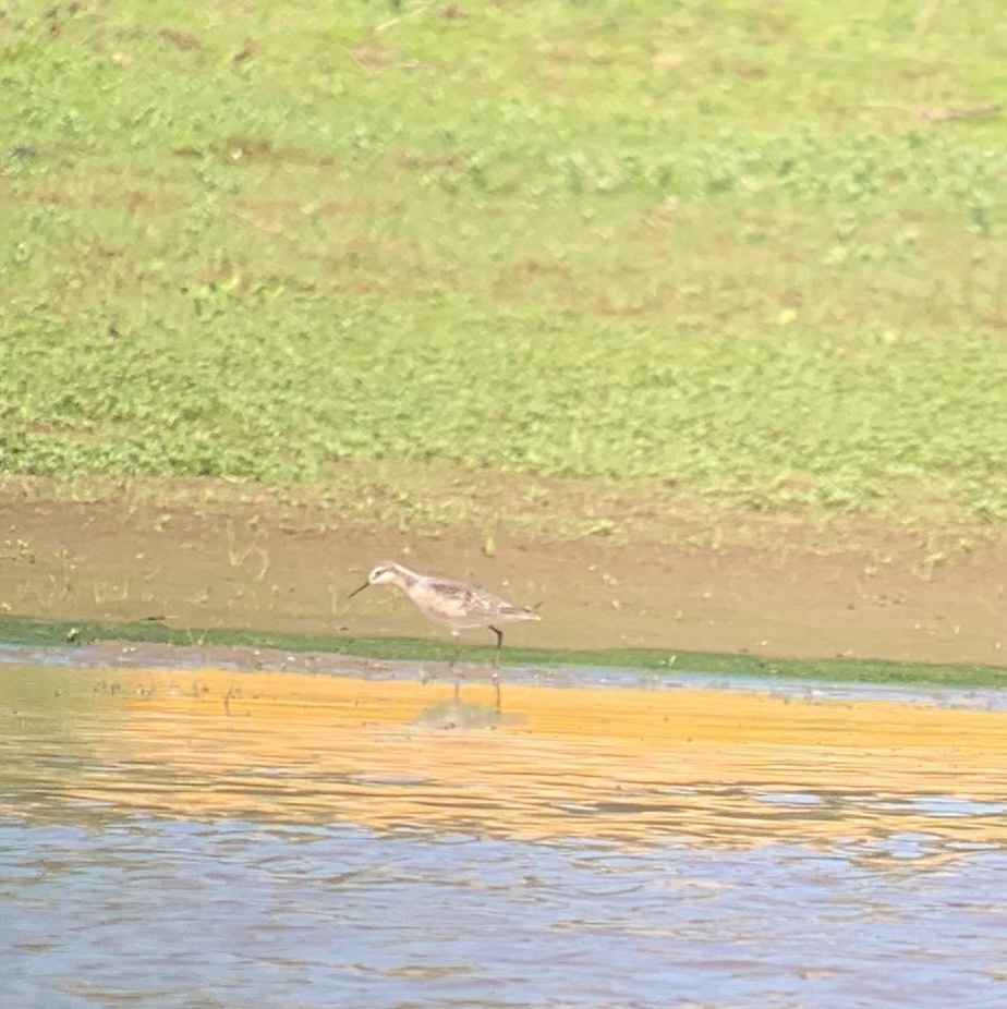 Wilson's Phalarope - ML572557401