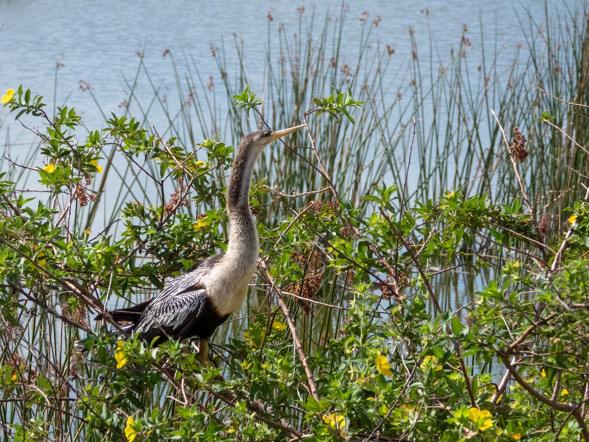 アメリカヘビウ - ML572557461