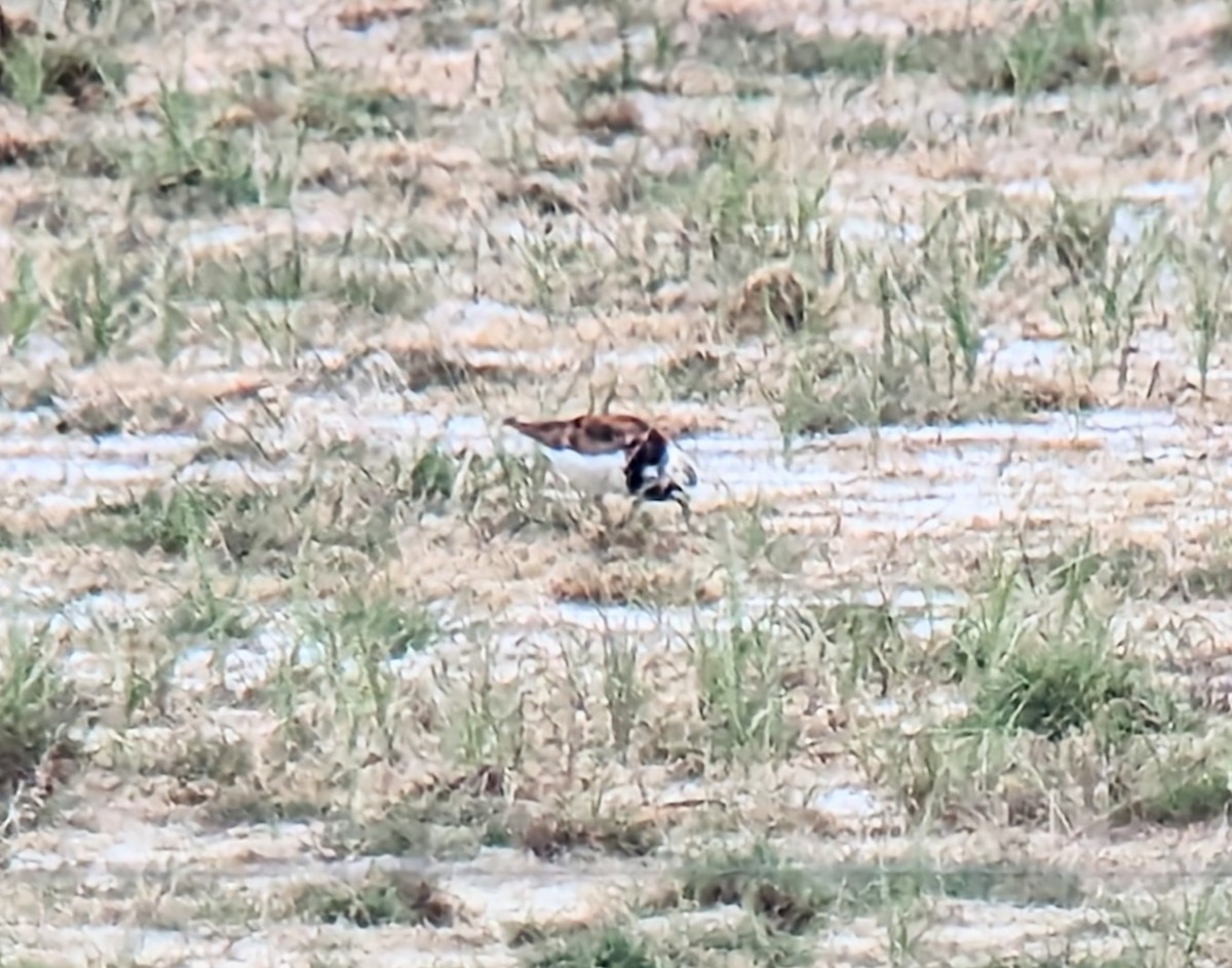 Ruddy Turnstone - ML572557581