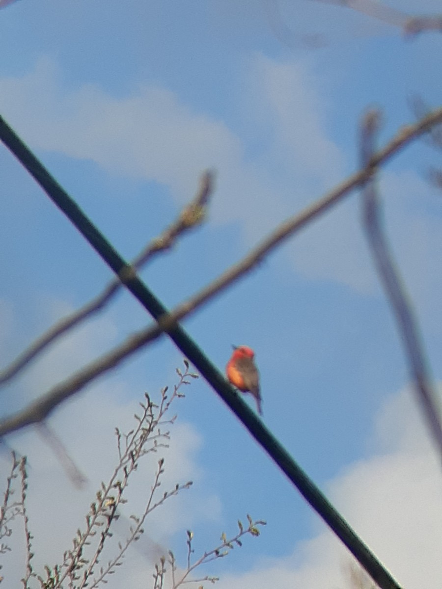 Vermilion Flycatcher - Stefan Loznjakovic