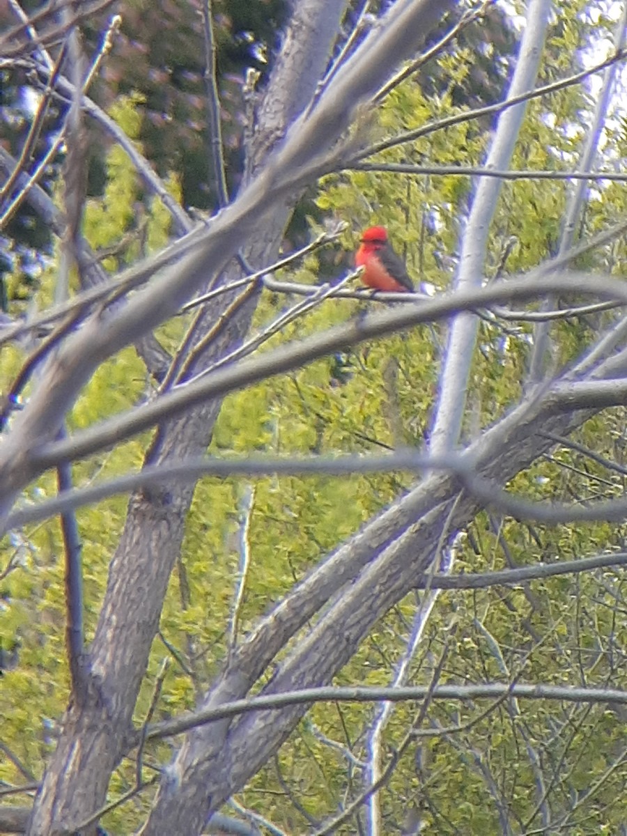 Vermilion Flycatcher - Stefan Loznjakovic