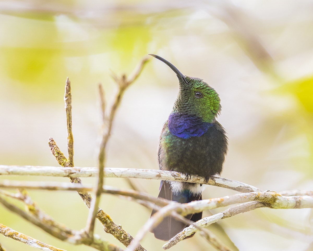 Green-throated Carib - ML572559311