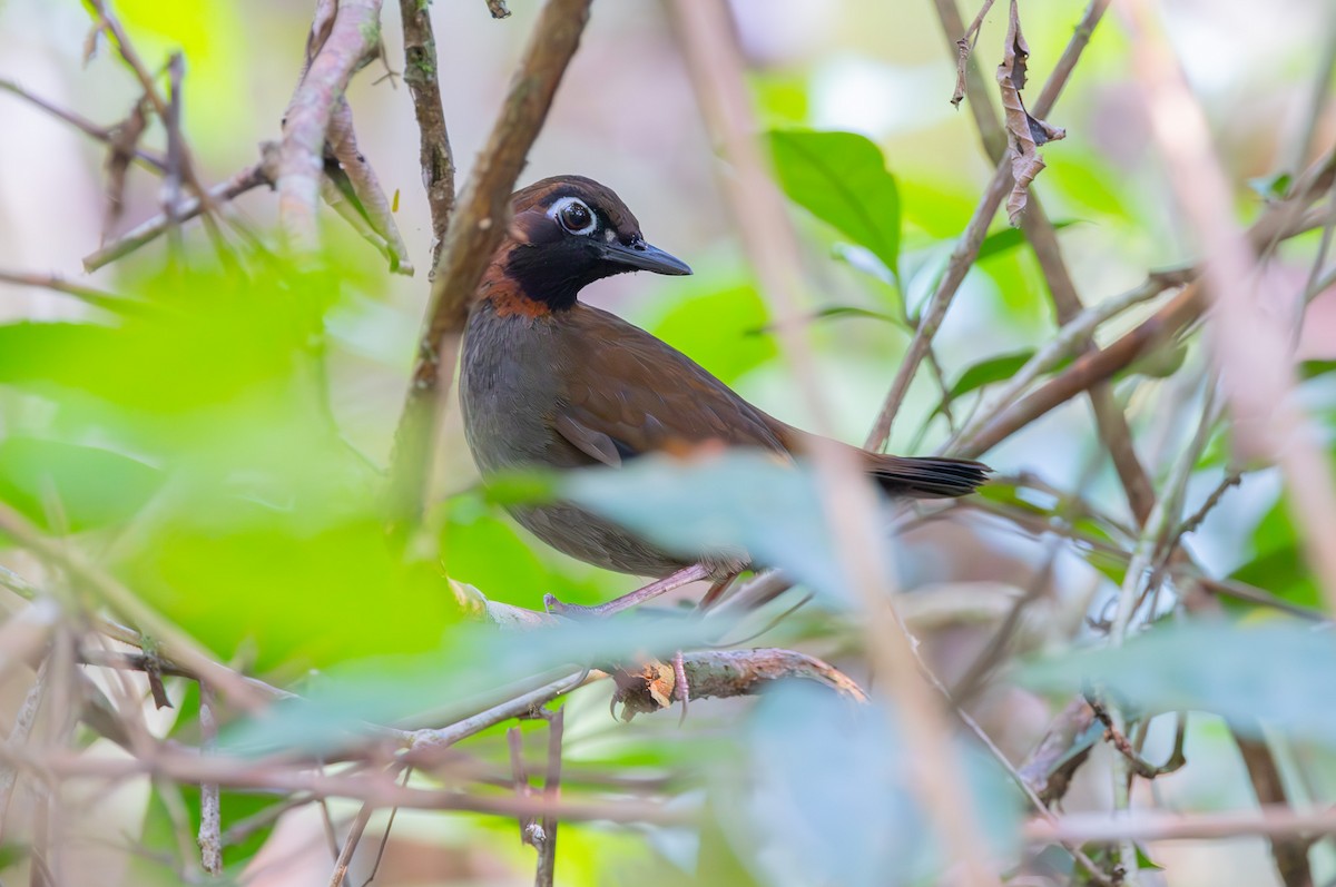 Mayan Antthrush - ML572559741