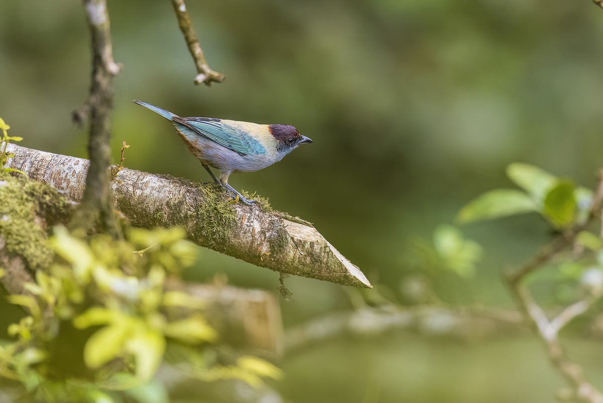 Lesser Antillean Tanager (Grenada) - ML572559851