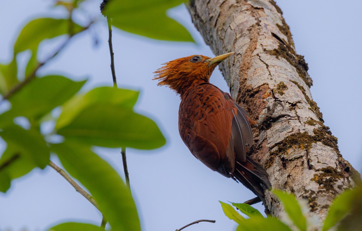 Chestnut-colored Woodpecker - ML572560441