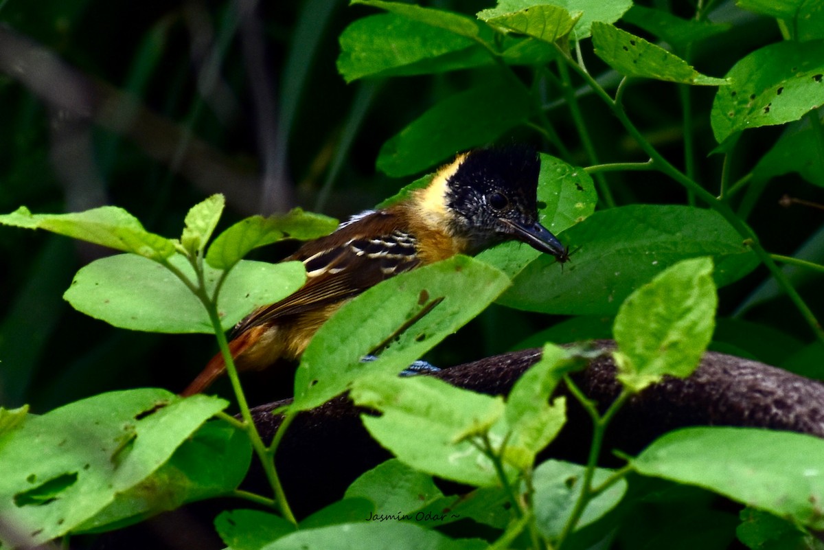 Collared/Marañon Antshrike - ML572561471