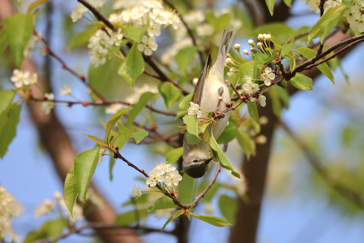 Tennessee Warbler - ML572562031