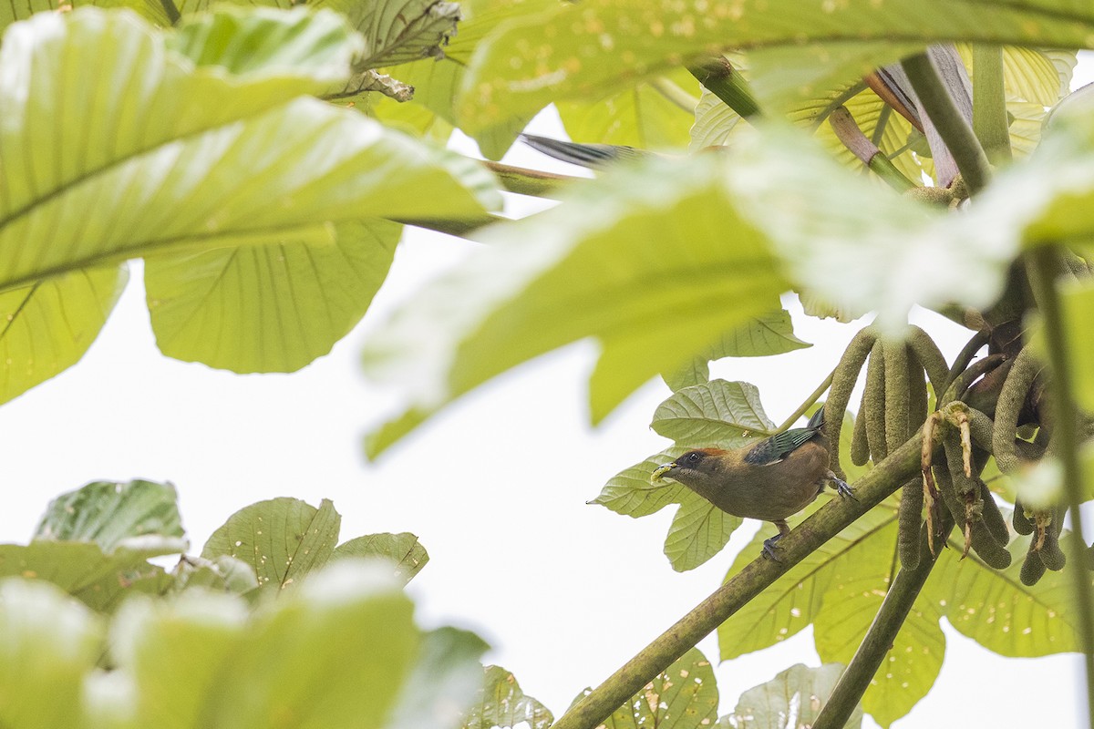 Lesser Antillean Tanager (St. Vincent) - Faraaz Abdool