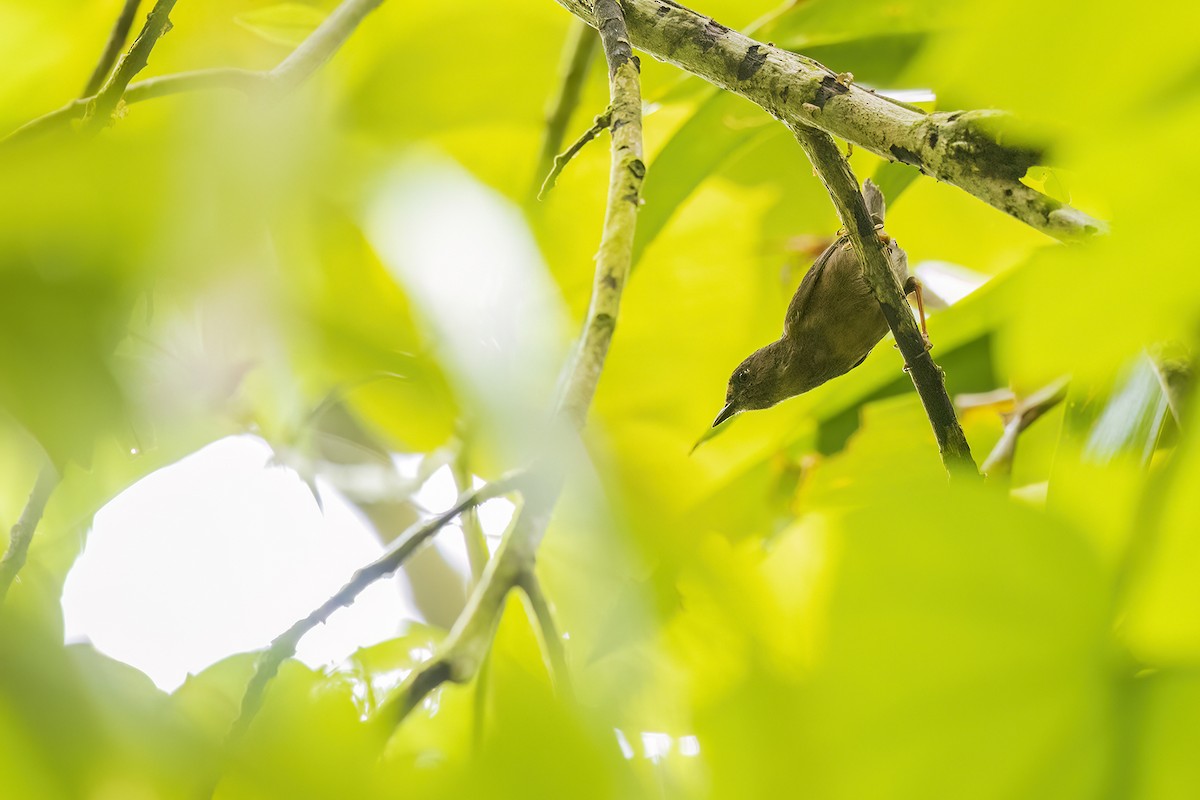 Whistling Warbler - ML572562421