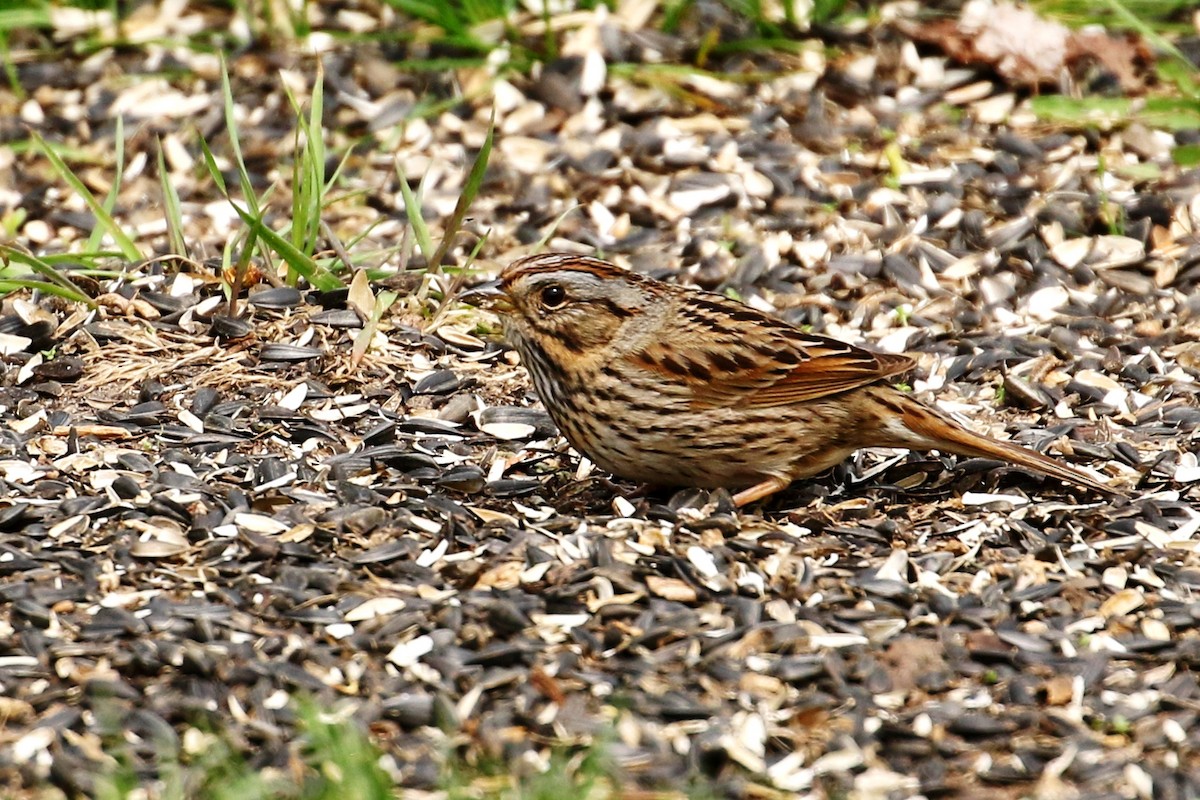 Lincoln's Sparrow - ML572562861